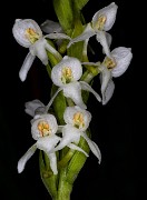 Platanthera leucostachys - Bog Orchid  20-0569